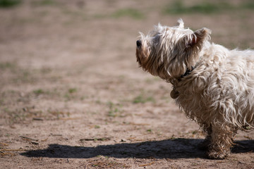  Cane White Terrier che guarda e ascolta il padrone