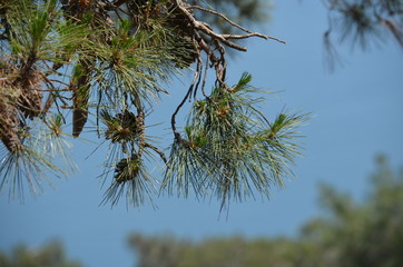 Wall Mural - pine tree sky 