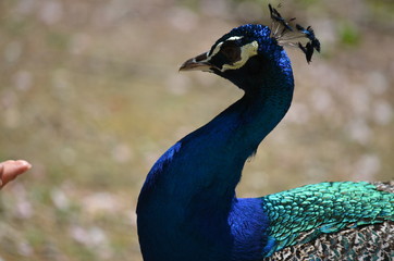 Wall Mural - beauty peacock bird blue gracefulness contrast