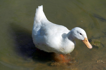 Wall Mural - Duck, Geese, Goose, Swan