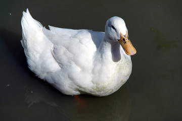 Wall Mural - Duck, Geese, Goose, Swan