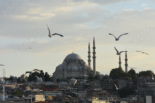 Zdjęcie XXL Seagulls At Sunset - Suleymaniye Mosque, Turkey