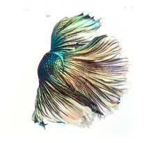 Halfmoon Betta Fish, Siamese Fighting Fish, Capture Moving Of Fish, Abstract Background Of Fish Tail