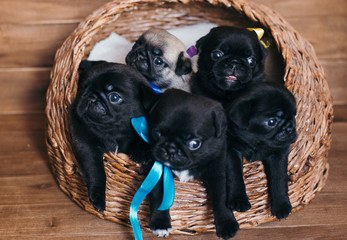 pug puppies