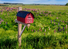 Mailbox Amid A Field Of Wild Lupins In Rural Prince Edward Island, Canada.