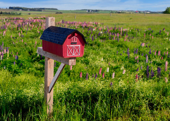 Wall Mural - Mailbox amid a field of wild lupins in rural Prince Edward Island, Canada.