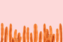 Orange Cactus On Pink Background