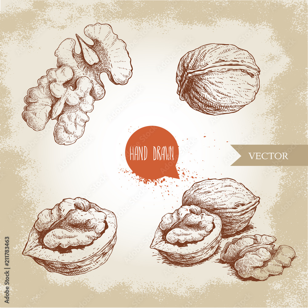 Hand drawn sketch style walnuts set. Whole, half and walnut seed. Eco healthy food vector illustration. Isolated on old looking background. Retro style. - obrazy, fototapety, plakaty 