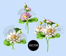 Bouquet Of Waterlily Hand Draw In Water. Vector Illustration.
