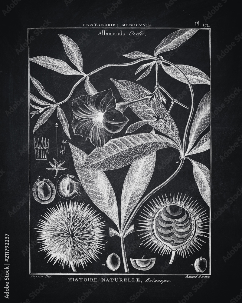 Black And White Wall Art Botanical Home Decor Vintage Printable B&W Poster Digital Print Retro Chalkboard Large Size Paper Design Ideas. Stock Illustration | Adobe Stock black-and-white-wall-art-botanical-home-decor-vintage-printable-b-w-poster-digital-print-retro-chalkboard-large-size-paper-design-ideas-stock-illustration-adobe-stock