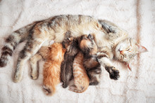 Mother Cat Nursing Baby Kittens