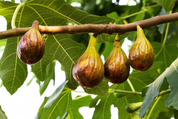 Ripe black figs hanging from the branch