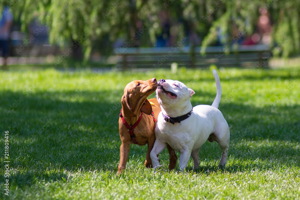 Due cagnolini liberi nel parco che si scambiano bacini - obrazy, fototapety, plakaty 