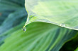 Dew drop or raindrop hanging from a hosta leaf. Two drops of water on a large leaf with many shades of green and space for copy