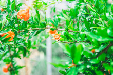 Orange Pomegranate Blossoms Amid Foliage