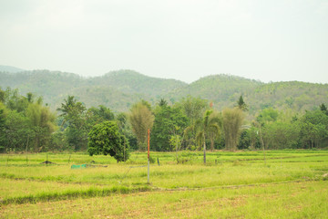 On the green field And beautiful rice fields.