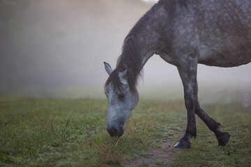 Sticker - Horse at dawn in the fog