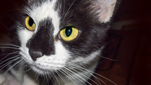 Close Up Of Black White Cat Looking With Yellow Eyes