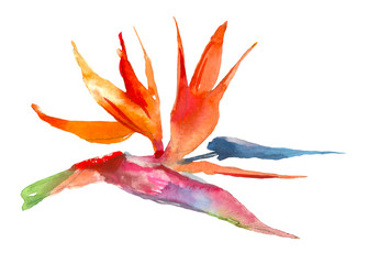 Strelitzia tropical plant. Watercolor hand drawn flowers and leaves. Design for invitation, wedding or greeting cards. Flower concept. Tropical concept