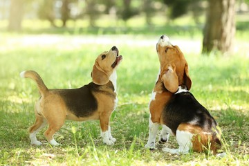 Poster - Beagle dogs playing in the park