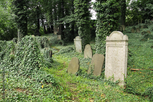 Fotomural some headstones covered with ivy on the old jewish cemetery in Cieszyn, Poland,