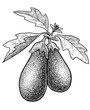 Eggplant illustration, drawing, engraving, ink, line art, vector
