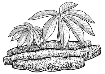 Wall Mural - Cassava, tapioca illustration, drawing, engraving, ink, line art, vector