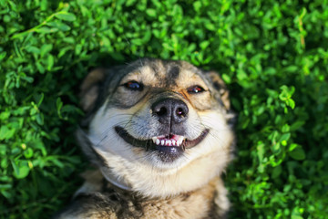 beautiful satisfied dog lying on the lush green grass in the summer park smiling funny and enjoying 