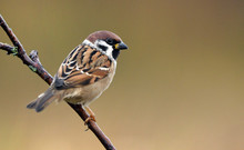 Tree Sparrow (Passer Montanus)