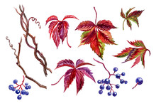 Wild Grapes, A Set Of Leaves, Fruits And Stems. Partenocissus, Watercolor Botanical Pattern On White Background, Isolated With Clipping Path.