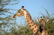 Giraffes in Africa