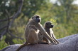 Baboons in Africa