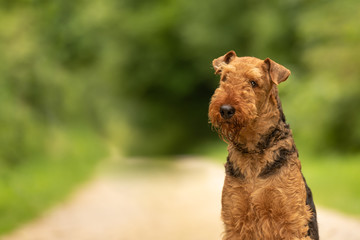 airedale terrier. dogs portrait outdoors from green blurred background in the forest