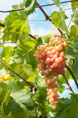 Wall Mural - a bunch of grapes on a vineyard in a vineyard in Ukraine