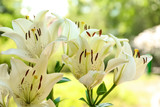 Beautiful blooming lily flowers in garden, closeup