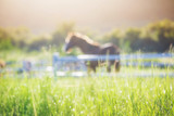 Fototapeta  - Green meadow and Grasses with morning dew at foreground and horses in stable as background with gold sunlight