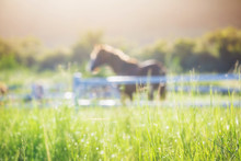 Green Meadow And Grasses With Morning Dew At Foreground And Horses In Stable As Background With Gold Sunlight