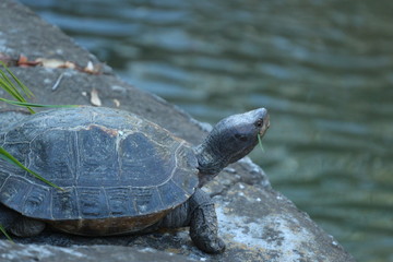 Wall Mural - Turtle Out of Water 