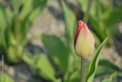 チューリップ つぼみ 素材 Adobe Stock でこのストック画像を購入して 類似の画像をさらに検索 Adobe Stock チューリップ つぼみ 素材 Adobe Stock でこのストック画像を購入して 類似の画像をさらに検索 Adobe Stock