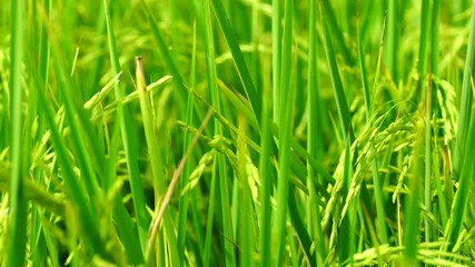 Wall Mural - Wind slow blowing rice paddy in rice fields and rice plantation in Thailand. Organic rice farm in Asian. Agriculture. Main dishes for Thai people. Natural source of carbohydrate. Organic food.