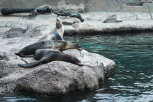 Three Fur Seals Rest On The Stones Near The Water. Nature, Marine, Mammalian Theme.