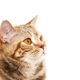 Fototapeta Koty - Portrait of a British breed cat
