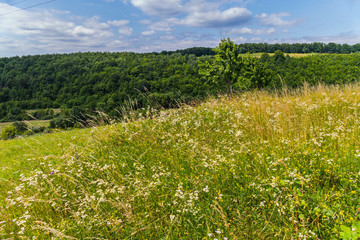 hill densely planted with herbs and field flowers and single trees under a blue cloudy sky