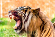 Angry tiger roaring and showing fangs in open mouth