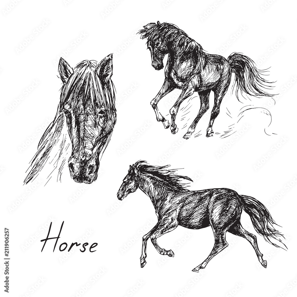 Black horse set, hand drawn ink doodle, sketch, vector black and white ...