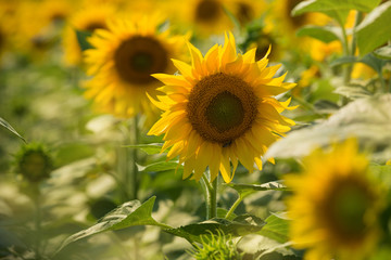 Wall Mural - golden sunflowers in the field, illuminated by backlight, close-up shot, selective focus, concept agriculture, sunflower oil