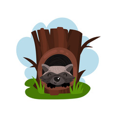 Wall Mural - Cute raccoon sitting in hollow of tree, hollowed out old tree and animal inside vector Illustration on a white background