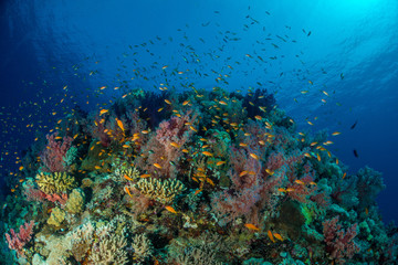 Coral garden in the red sea