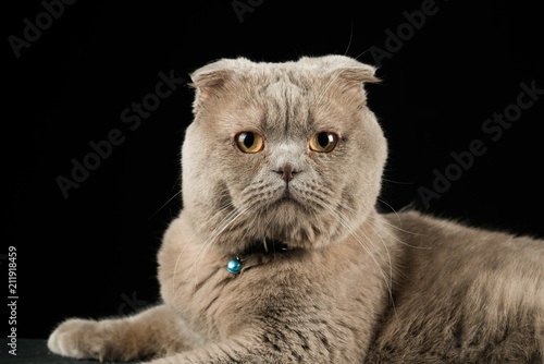 https stock adobe com images scottish fold yeti kin kedi ve siyah arkaplan 211918459 start checkout 1 content id 211918459