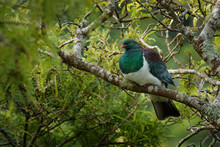 New Zealand Pigeon - Hemiphaga Novaeseelandiae - Kereru Sitting And Feeding In The Tree In New Zealand